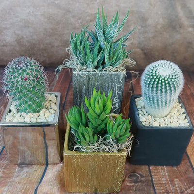 Gift Square Pot w/ Cactus or Succulent