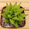 Haworthia rigida