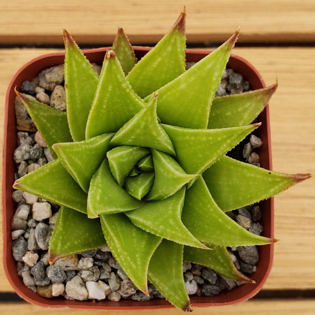 Haworthia rigida