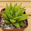 Haworthia rigida