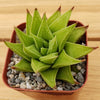 Haworthia rigida