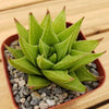 Haworthia rigida