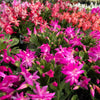 Holiday Cactus – Schlumbergera