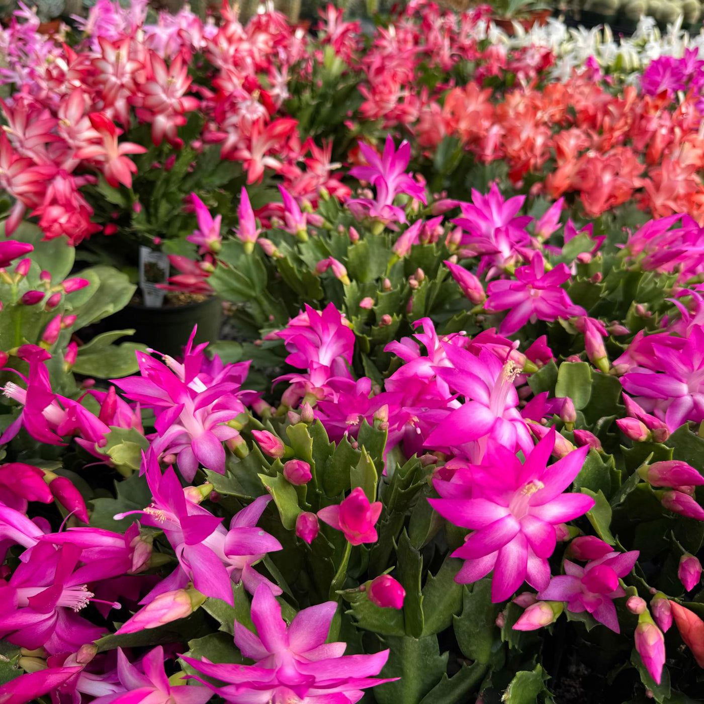 thanksgiving cactus schlumbergera succulent red flower Thanksgiving Cactus