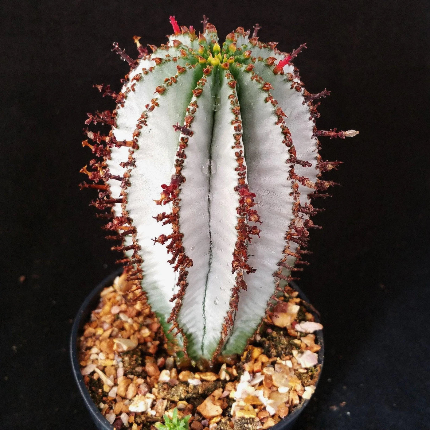 snowflake succulent Shop For Euphorbia Polygona 'Snowflake'