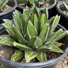 Agave Victoriae Reginae ‘Queen Victoria Agave’