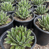 Agave Victoriae Reginae ‘Queen Victoria Agave’