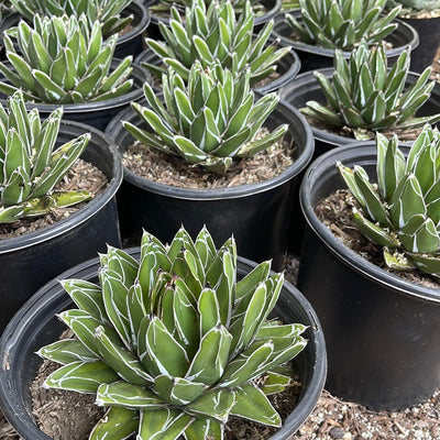 Agave Victoriae Reginae ‘Queen Victoria Agave’