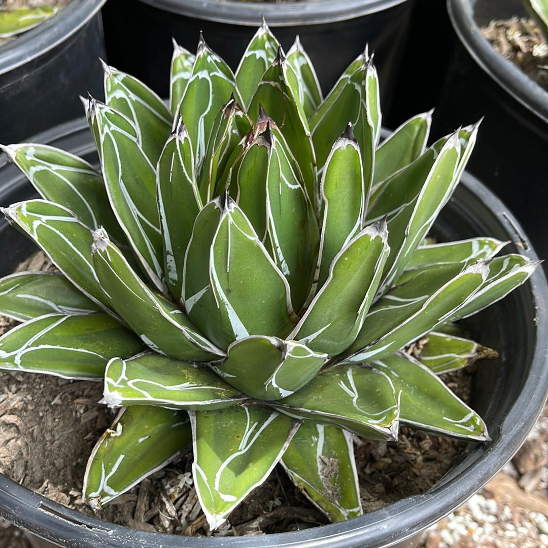 Agave Victoriae Reginae ‘Queen Victoria Agave’