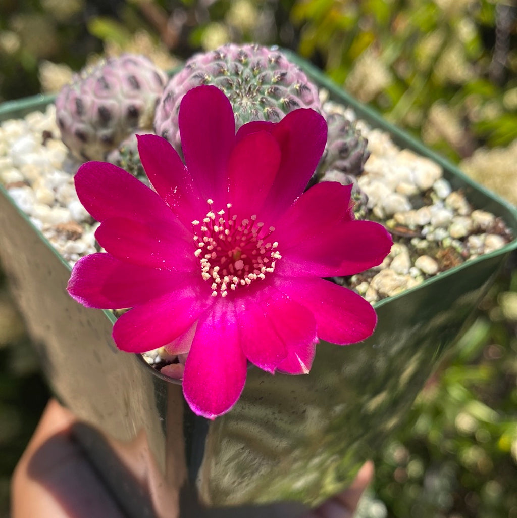 Sulcorebutia rauschii violacidermis