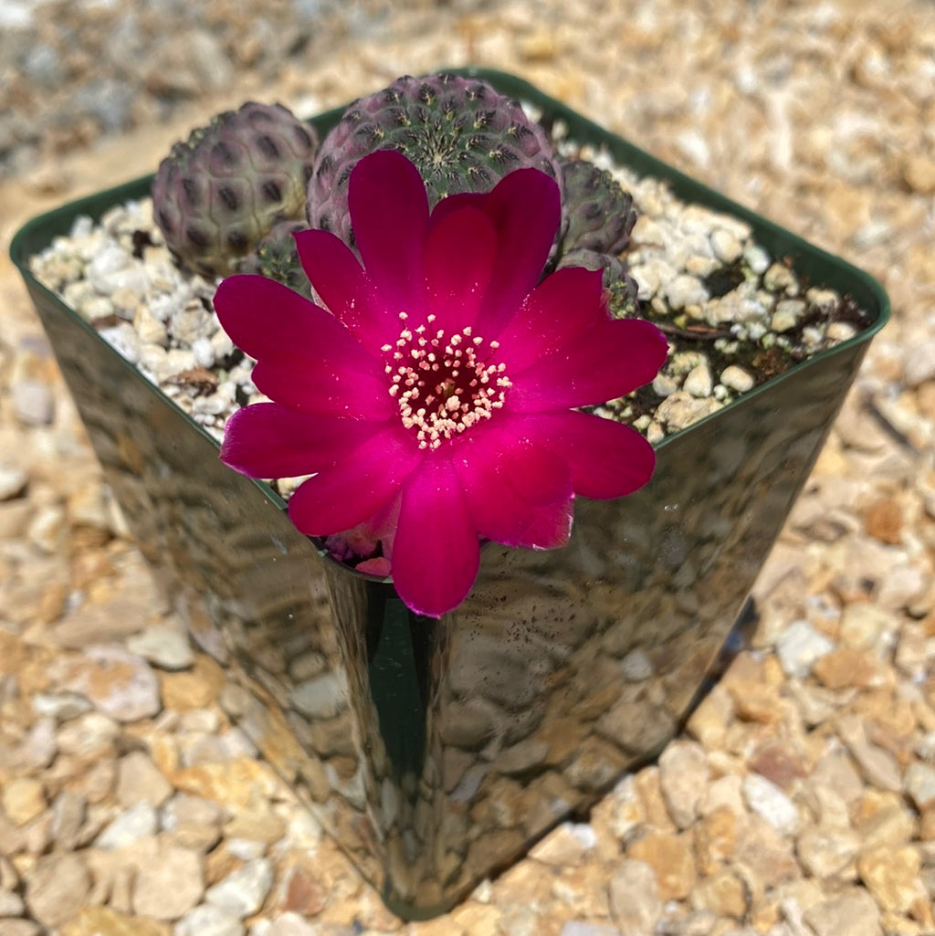 Sulcorebutia rauschii violacidermis