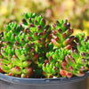 Jelly Bean Succulent &