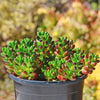 Jelly Bean Succulent &