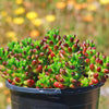 Jelly Bean Succulent &