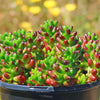 Jelly Bean Succulent &