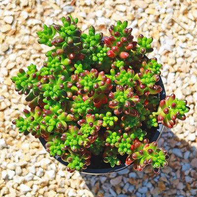 Jelly Bean Succulent 'Sedum rubrotinctum' - 7