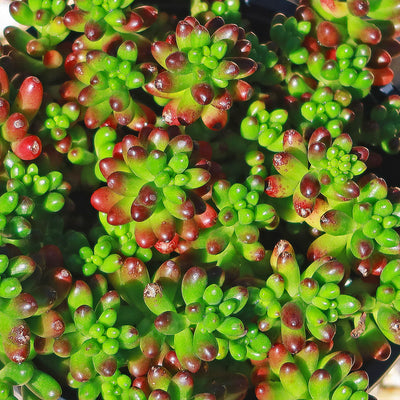 Jelly Bean Succulent 'Sedum rubrotinctum' -6