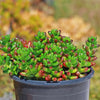 Jelly Bean Succulent &