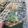 Kalanchoe panamensis