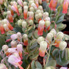 Kalanchoe panamensis