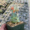 Kalanchoe panamensis