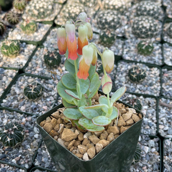 panamensis succulent Kalanchoe panamensis