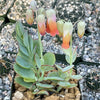 Kalanchoe panamensis