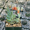 Kalanchoe panamensis