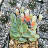 Kalanchoe panamensis