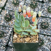 Kalanchoe panamensis