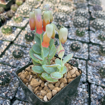 succulent with orange bell flowers Kalanchoe panamensis