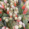 Kalanchoe panamensis