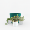 Red Nerve Plant - Fittonia albivenis ‘Red Anne’