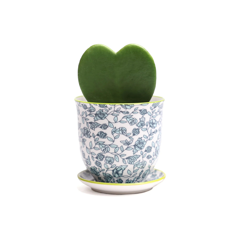 Liberte Pot and Saucer