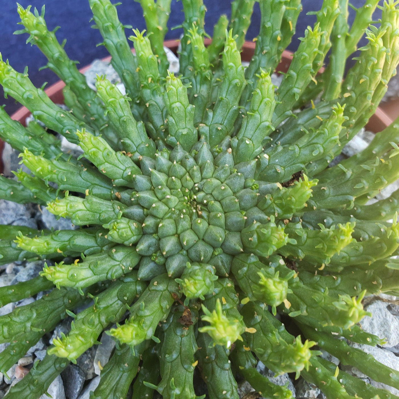 Medusa Head 'Euphorbia flanaganii' - 7