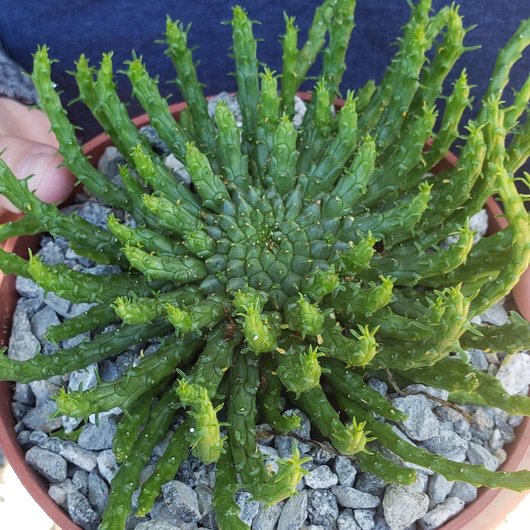 thumbnail interactive-video image 1 of Live Medusa Head Euphorbia Flanaganii – Rare Potted Succulent, Air Purifying Houseplant 1 of 2