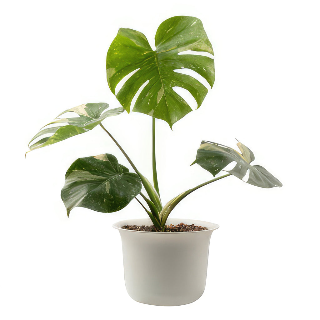 Thai Constellation Monstera  