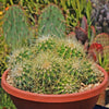 Multi-cluster Golden Barrel Cactus - Echinocactus grusonii