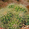 Multi-cluster Golden Barrel Cactus - Echinocactus grusonii