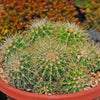 Multi-cluster Golden Barrel Cactus - Echinocactus grusonii