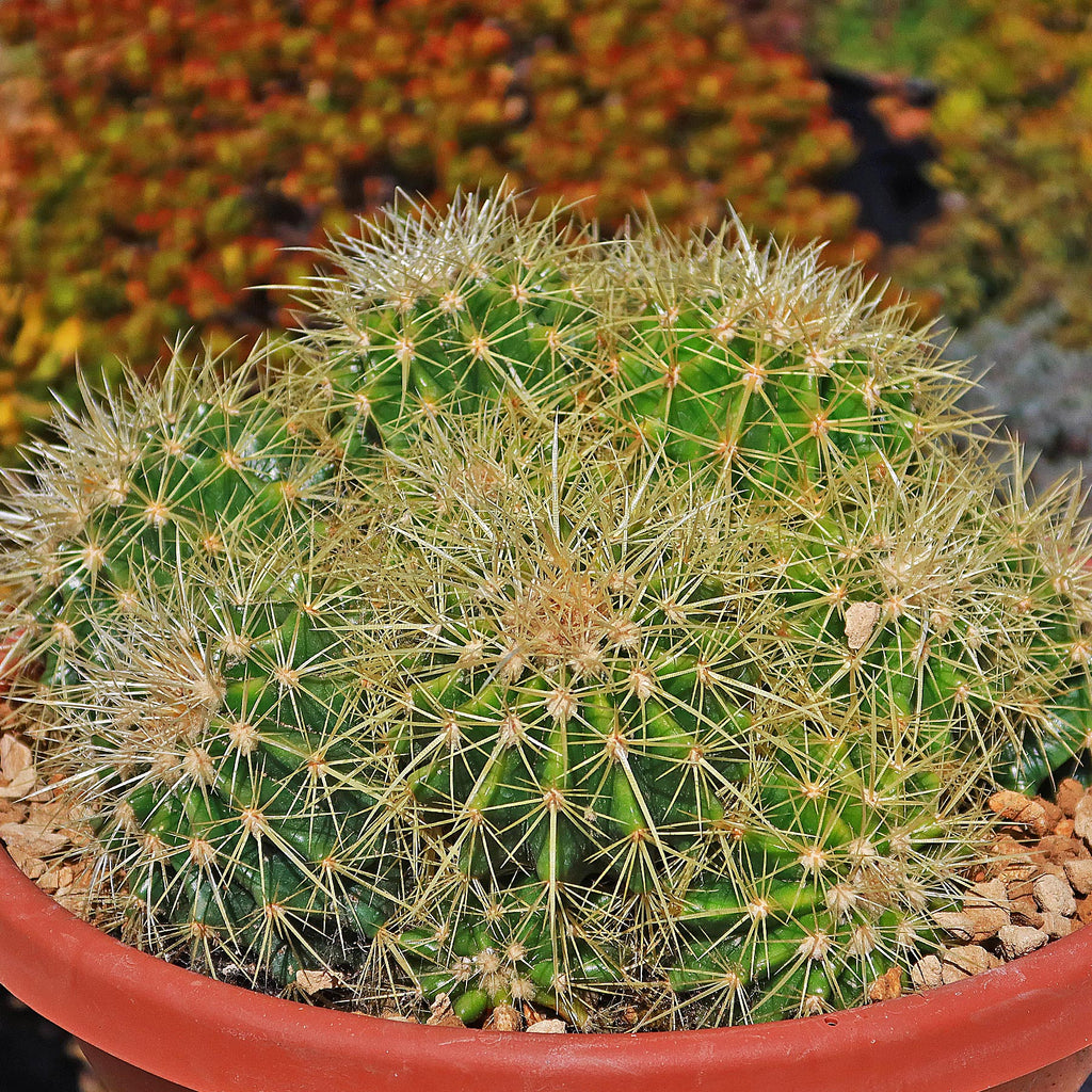 Multi-cluster Golden Barrel Cactus - Echinocactus grusonii