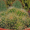 Multi-cluster Golden Barrel Cactus - Echinocactus grusonii