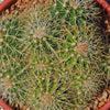 Multi-cluster Golden Barrel Cactus - Echinocactus grusonii