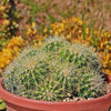 Multi-cluster Golden Barrel Cactus - Echinocactus grusonii