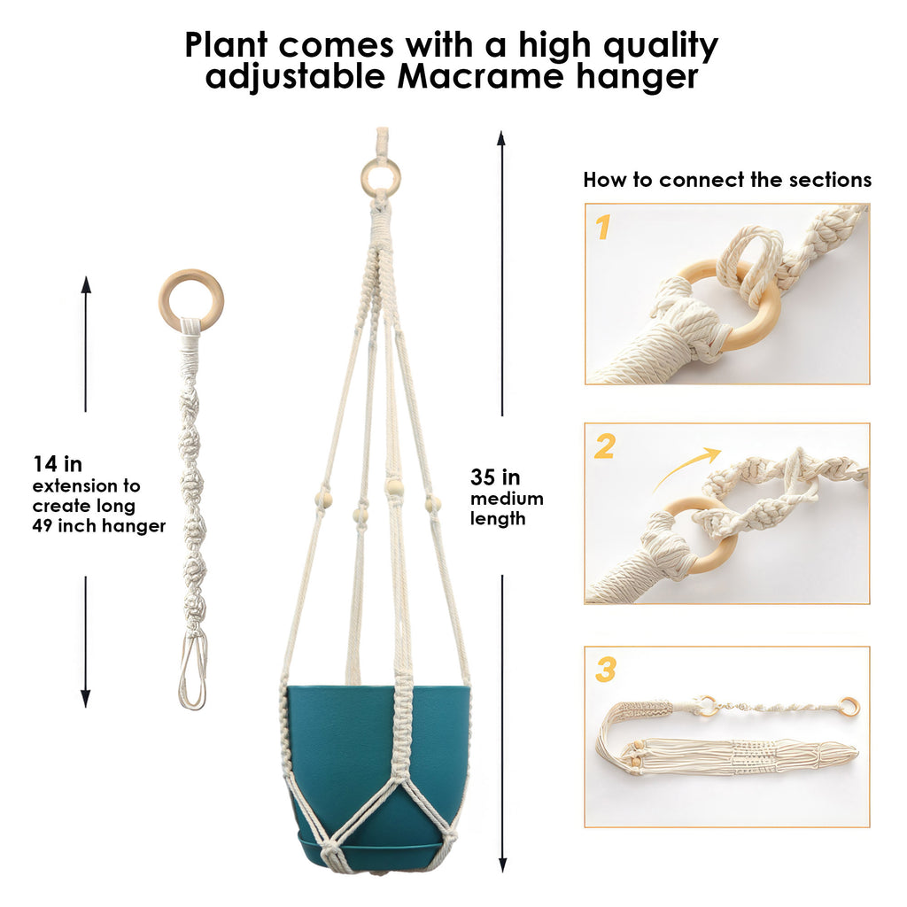 String of Dolphins &