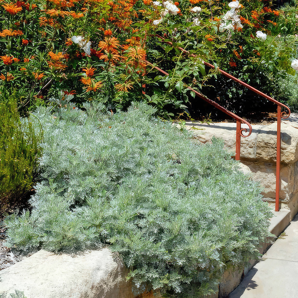 Artemisia ‘Powis Castle’