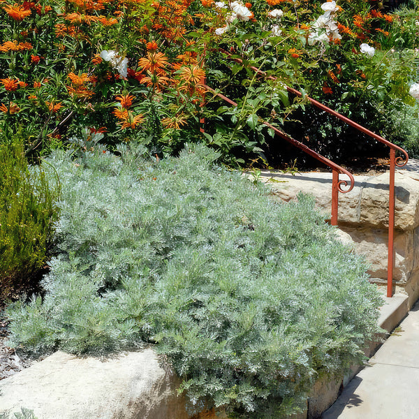 Shop 'Artemisia Powis Castle' Care and Growing Guide