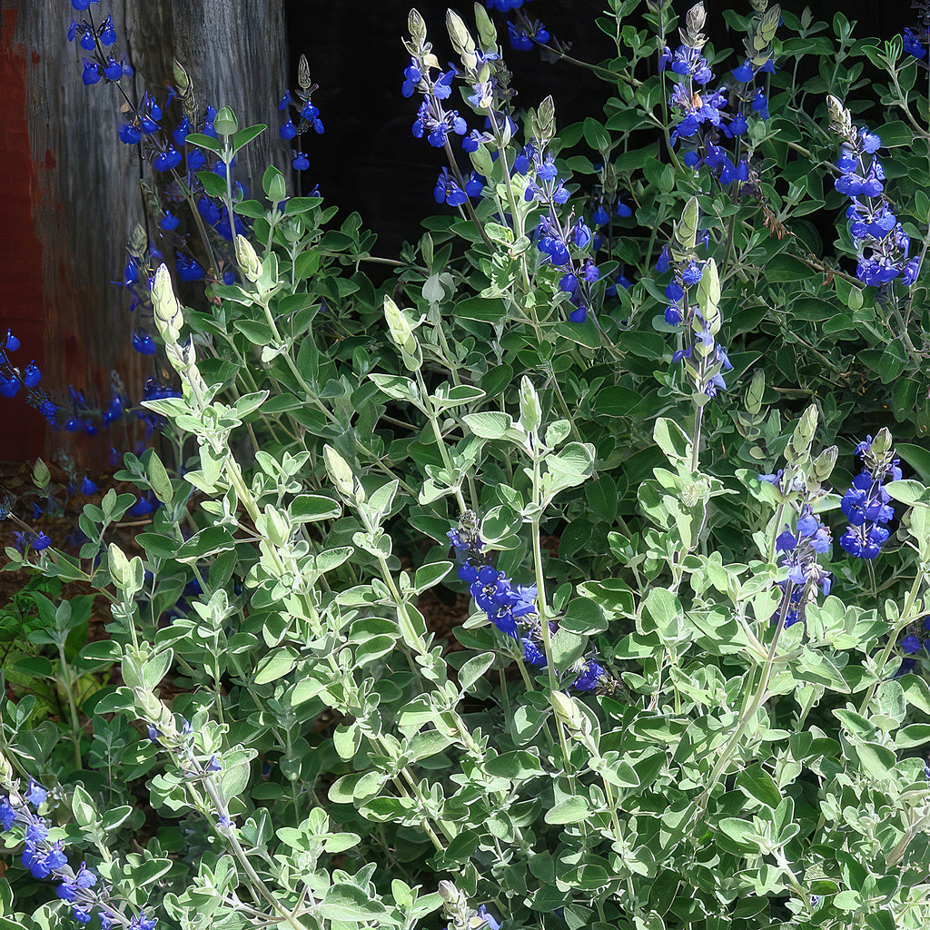 Germander sage ‘Salvia chamaedryoides’