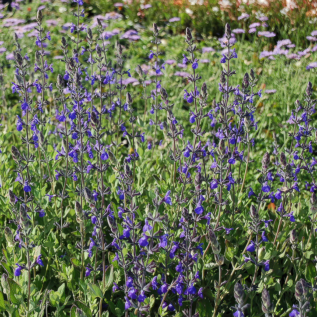 Germander sage ‘Salvia chamaedryoides’