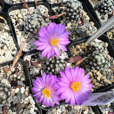 Mammillaria theresae